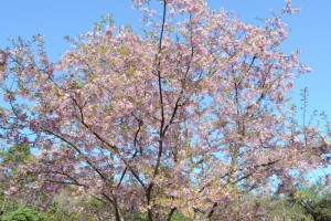 20160316カワヅザクラ　河津桜が満開です (1)